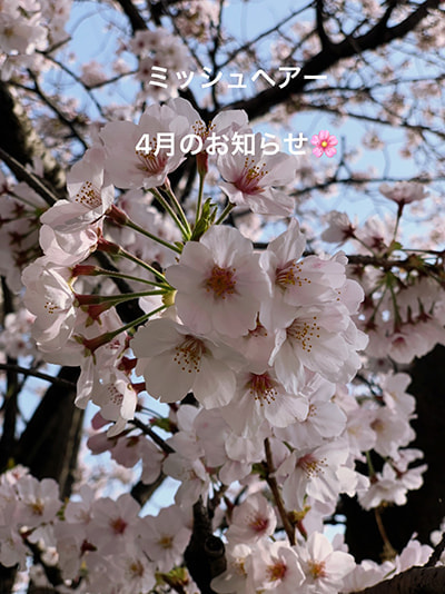 富士市美容室ミッシュヘアーの2021年4月1日のお知らせの桜