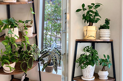 富士市美容室ミッシュヘアーの店内の新しい観葉植物