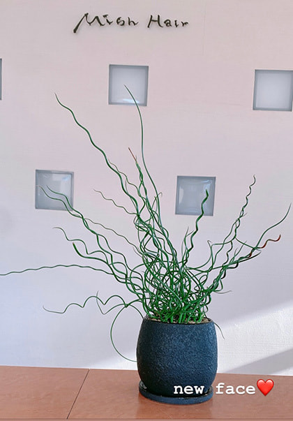 富士市美容室ミッシュヘアーの2022年2月4日のお知らせ・新しい観葉植物の写真