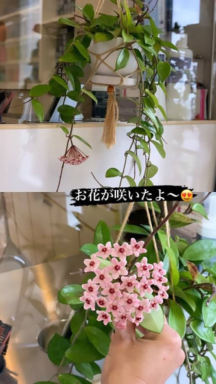 富士市美容室ミッシュヘアーの2023年4月25日のお知らせ『お花が咲きました』