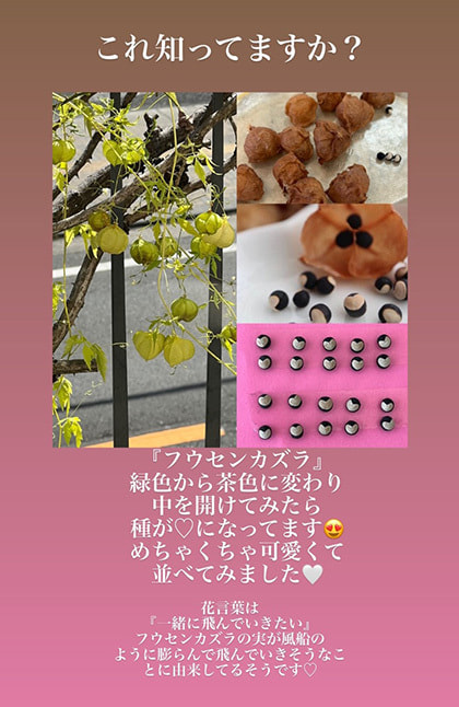 富士市美容室ミッシュヘアーのフウセンカズラ